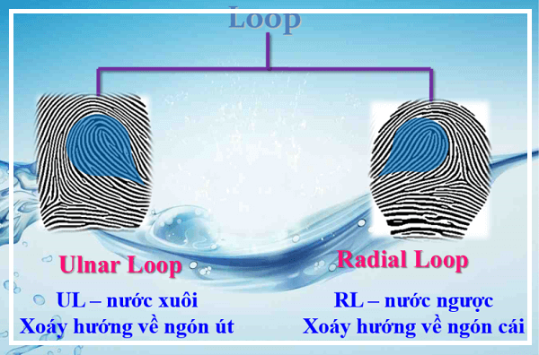 Vân tay nước xuôi – Ulnar Loop